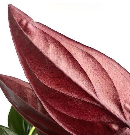 سنجونيوم السهم الأحمر - Syngonium Red Arrow