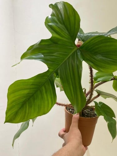 Philodendron Squamiferum - فيلوديندرون سكوامييروم