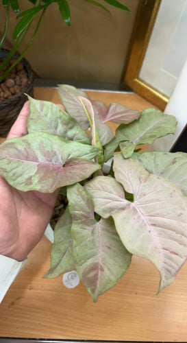 Spot Syngonium  Pink - سينجونيوم سبوت بينك