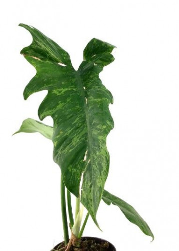 Philodendron Golden Dragon Variegated‏ - فيلوديندرون جولدن دراجون فرقيتد