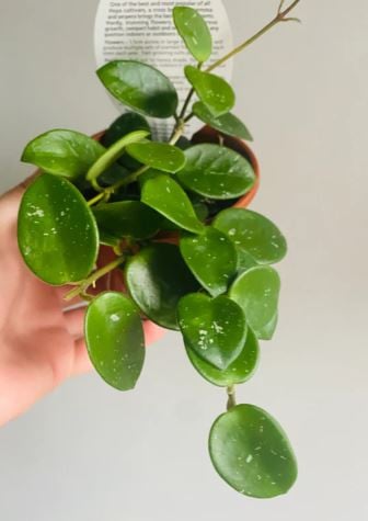 Hoya Mathilde - هويا ماتيلد