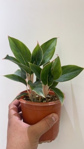Aglaonema Pink Edge - اجلونيما بينك ايدج