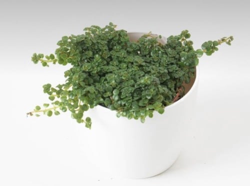 Pilea depressa -بيليا دبريسا