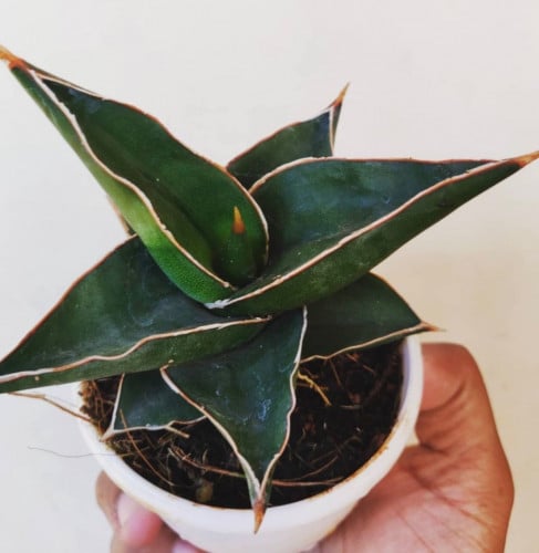 ‏Sansevieria ehrenbergii Samurai-ساموراي سانسيفيريا إيرينبيرجي