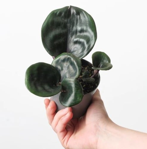 Geogenanthus Ciliatus- جيوجينانثوس أهداب