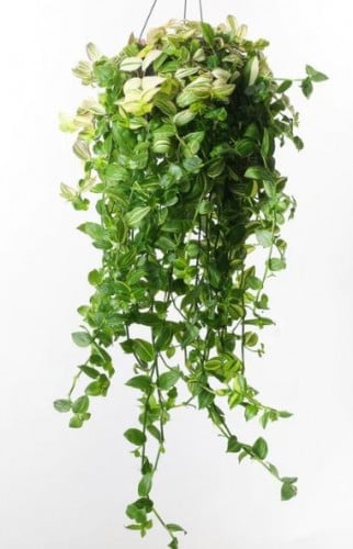 Tradescantia Yellow Hill - ترادسكانتيا يلو هيل