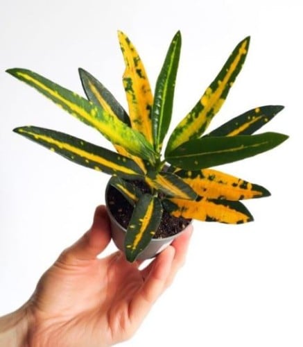 Croton Sunny Star - كروتون صني ستار