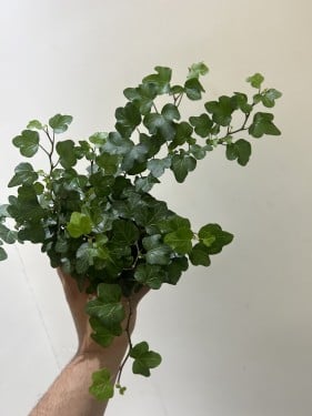 Hedera helix Wonde -  هيديرا هيليكس ووندي