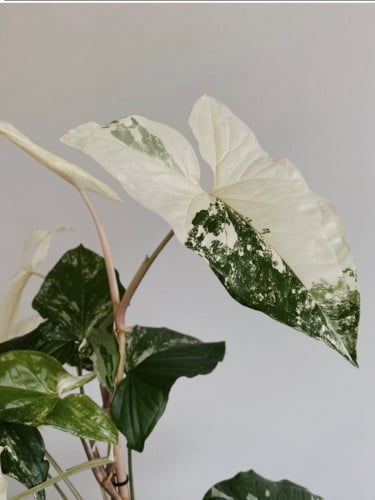 ‏Syngonium Albo Variegated – سينقونيوم ألبو فرقيتد