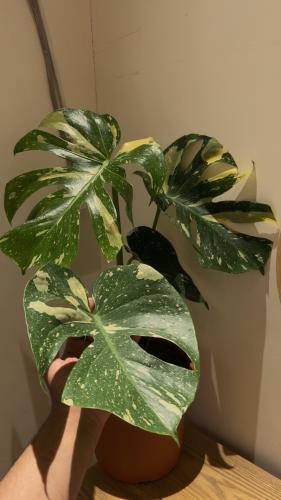 Monstera Thai Constellation - مونستيرا كونستليشن تاي