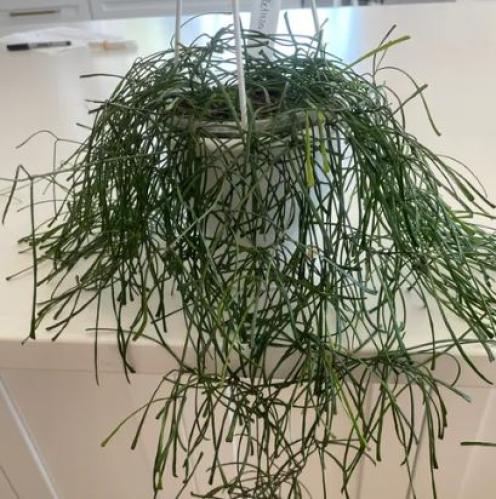 Hoya Retusa - هويا ريتوسا