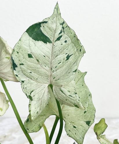 Syngonium Green Splash - سينجونيوم جرين سبلاش