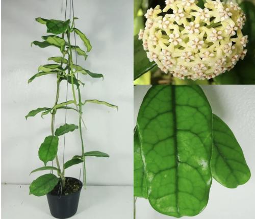 Hoya Globulosa - هويا غلوبيولوسا