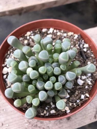 ‏ ‏Fenestraria Baby Toes - صبار نوافذ أصابع القدم...