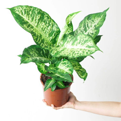 Dieffenbachia Mars - ديفنباخيا مارس