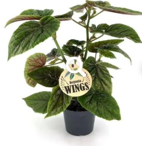 Begonia Oldemor - بيجونيا أولديمور