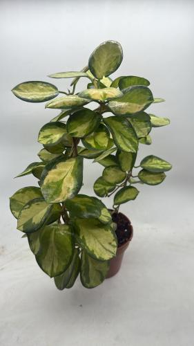Hoya Australis Variegated Lisa - هويا أستراليس ليزا فرقيتد