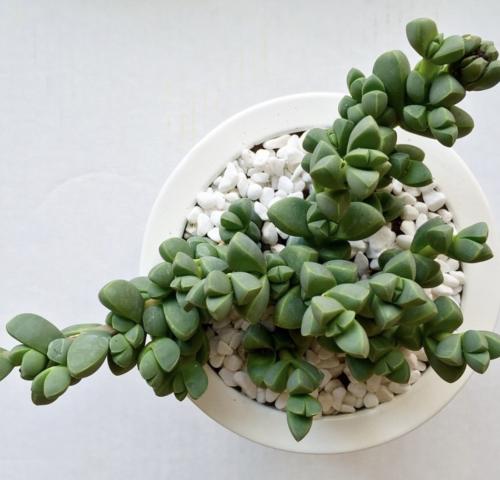 Corpuscularia lehmannii – نبتة الجليد