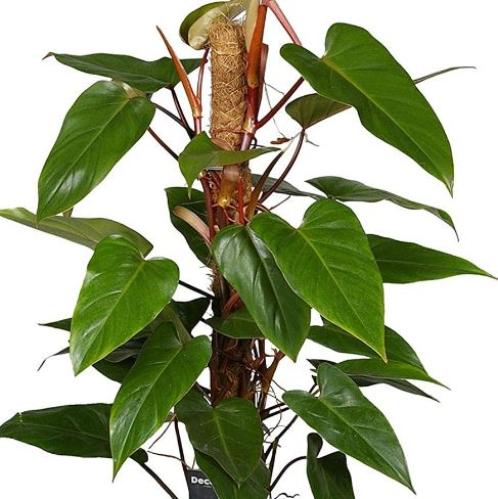 Philodendron Erubescens Red Mmerald - فيلوديندرون الزمرد الأحمر