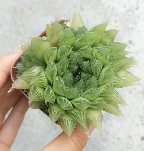 Haworthia cooperi – هاورثيا كوبرية