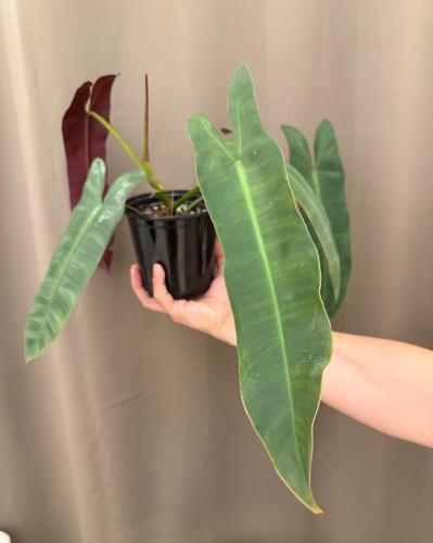Philodendron Atabapoense - فيلوديندرون أتابابوينسي