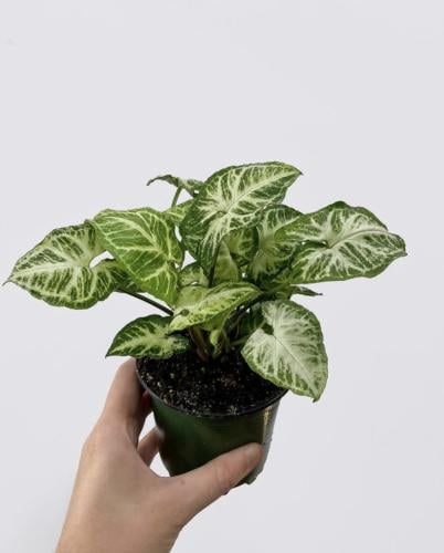 سونقونيوم جلو جو -  ‏Syngonium Glo-Go