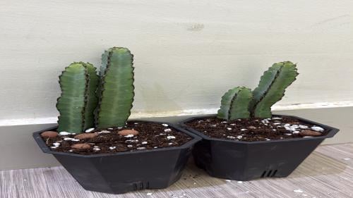 Euphorbia Heterochroma