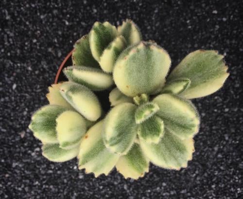 Cotyledon tomentosa Variegata – مخلبية الدب المبرقشة