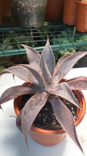 Mangave 'Lavender Lady'