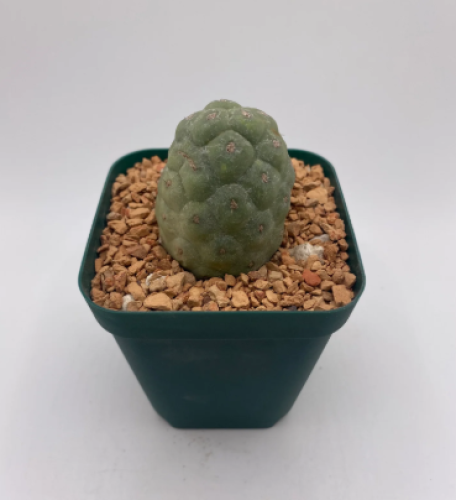 Tephrocactus geometricus - egg Dragone