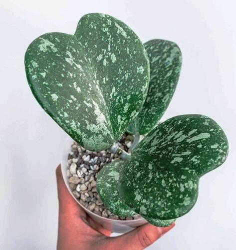 هويا كيري سبلاش -  Hoya kerrii Splash