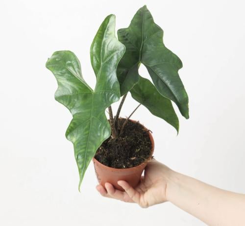 Alocasia Batwing — ألوكاسيا بات وينغ
