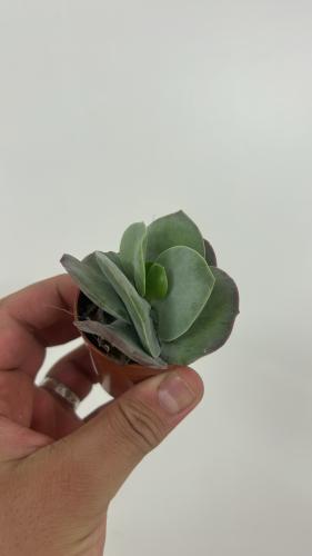 Crassula Obvallata - كراسولا أوبفالاتا