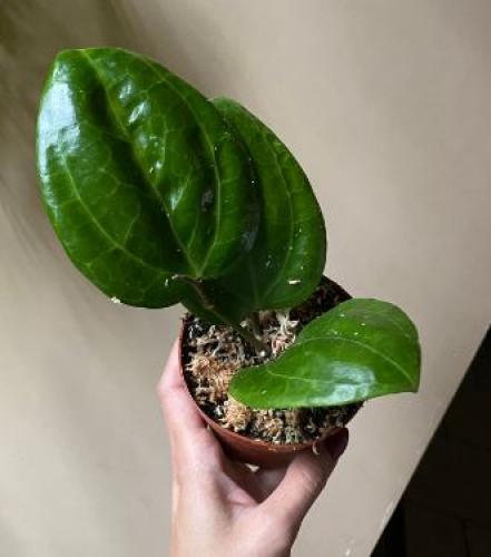 صورة لنفس فصيلة النبتة المعروضة لكن بعد ما تكبر