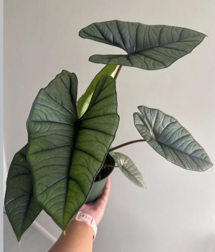 Alocasia Platinum - ألوكاسيا بلاتينيوم