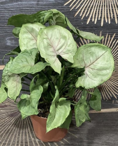 Syngonium Roxana Jumbo- سينجونيوم روكسانا جامبو