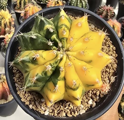 Gymnocalycium mihanovichii var. yellow