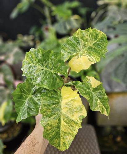 Alocasia Low Rider Aurea - ألوكاسيا لو رايدر أوريا