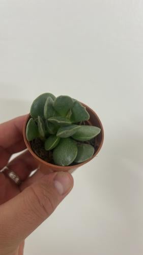 Adromischus Liebenbergii - أدرومشوس ليبنبيرجي