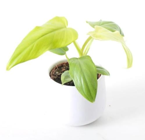 Philendron pennifolium Aurea - فيلوديندرون بينيفوليوم أوريا