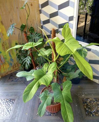 Philodendron Bipennifolium Aurea - Violin Golden - فيلوديندرون بينيفوليوم أوريا الكمان الذهبي
