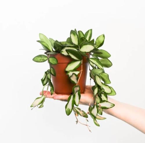 (DS-70) Hoya Burtoniae variegata - هويا بورتونياي فاريجاتا