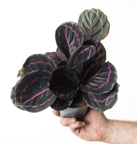 Calathea Dottie - كالاثيا دوتي