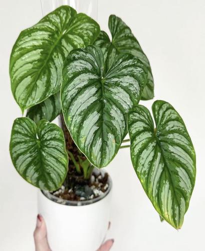 Philodendron mamei - فيلوديندرون مامي