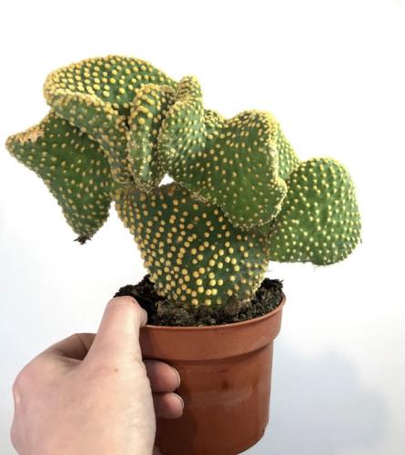 Crested Bunny Ears Cactus – صبار أذن الأرنب المشوّه (الكريستاتا)