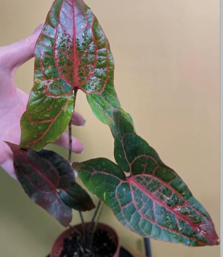 Alocasia Cyrtosperma Johnstonii Dark Form