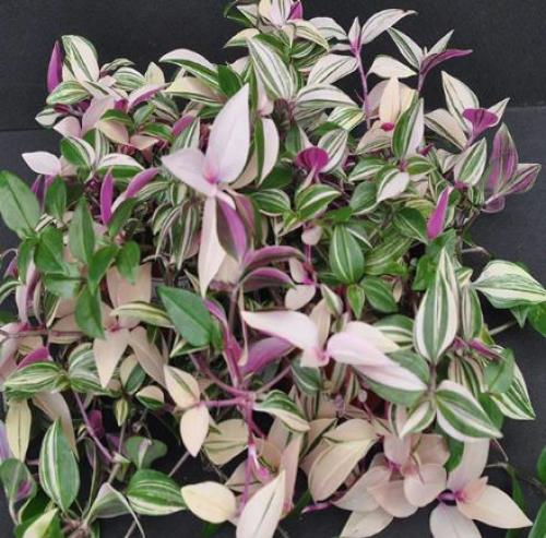 Tradescantia mundula variegata Tricolor - ترادسكان...