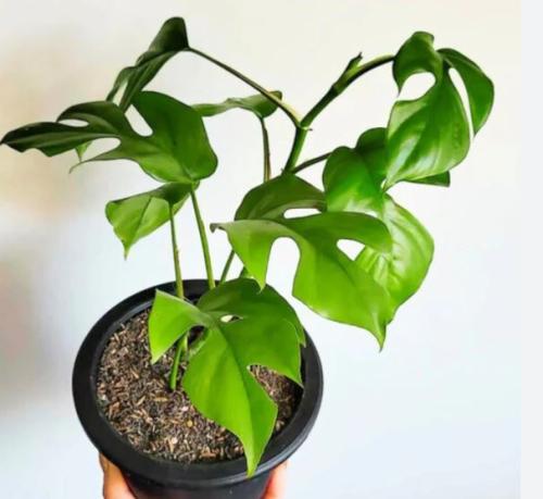 Rhaphidophor Tetrasperma - رافيدوفورا تيتراسبيرما