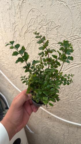 سرخس الماهوغاني – Mahogany Fern