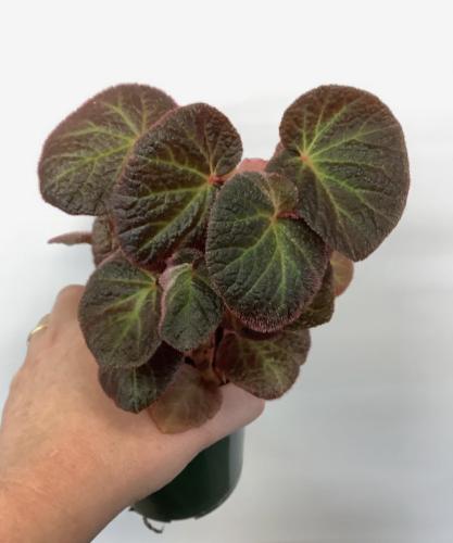 Begonia Manaus – بيجونيا ماناوس